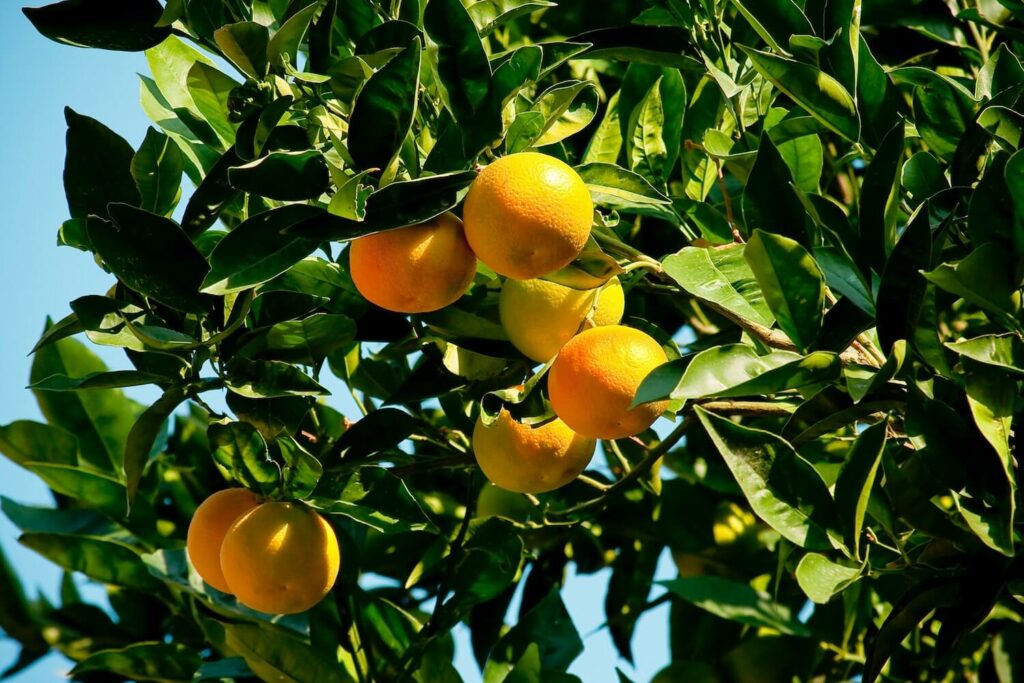 Citrus oranges in the orchard about to be processed into juice