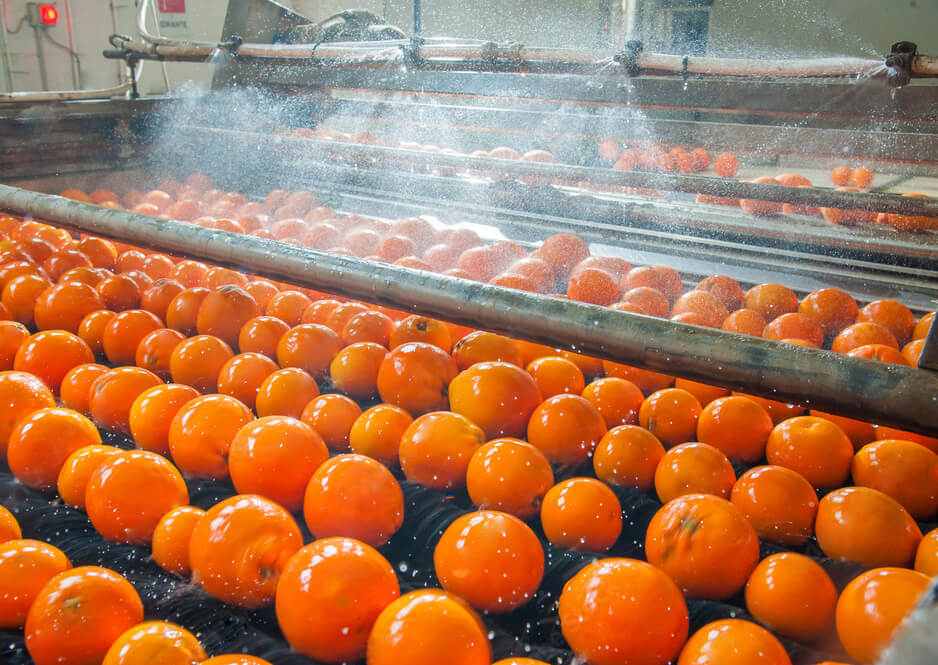 Oranges on an industrial belt being washed, in preparation for process, using equipment sourced by Arroyo Process equipment