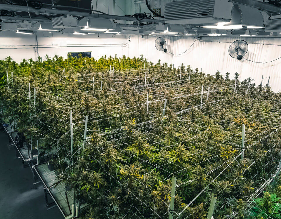 A cannabis drying facility that uses rotating equipment sourced by Arroyo Process.