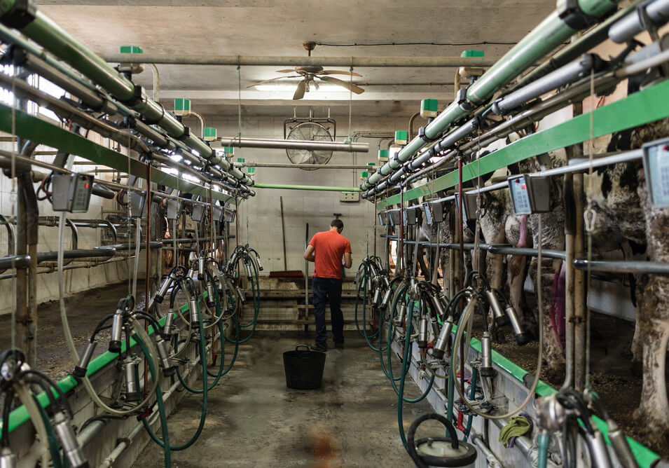 A livestock and diary production facility that uses rotating and fluid handling equipment sourced with Arroyo Process